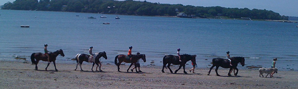 cropped-Horses-on-beach