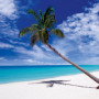 palm_tree