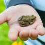 procrastination_frog