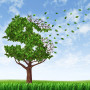money-tree-thumb-OWN