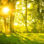 sunlight_trees-thumb-OWN