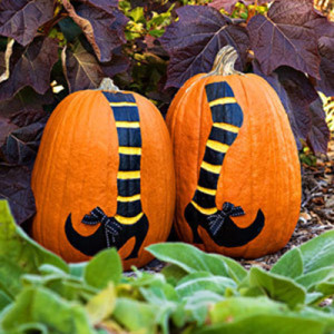nocarvepumpkin2